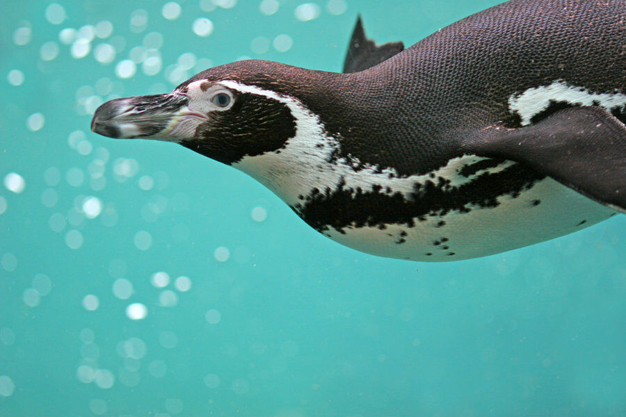 Humboldt Penguin