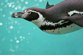 Humboldt Penguin