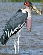 Marabou Stork