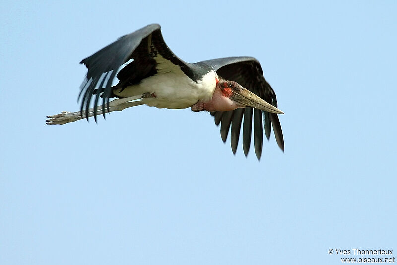 Marabou Stork