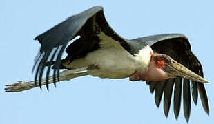 Marabou Stork