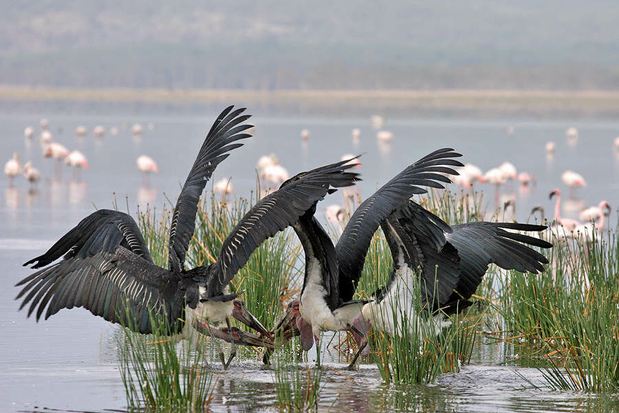 Marabou Stork