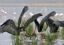 Marabou Stork