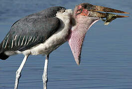 Marabou Stork