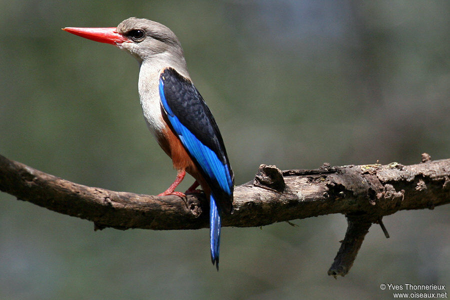 Grey-headed Kingfisher