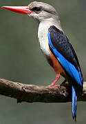 Grey-headed Kingfisher