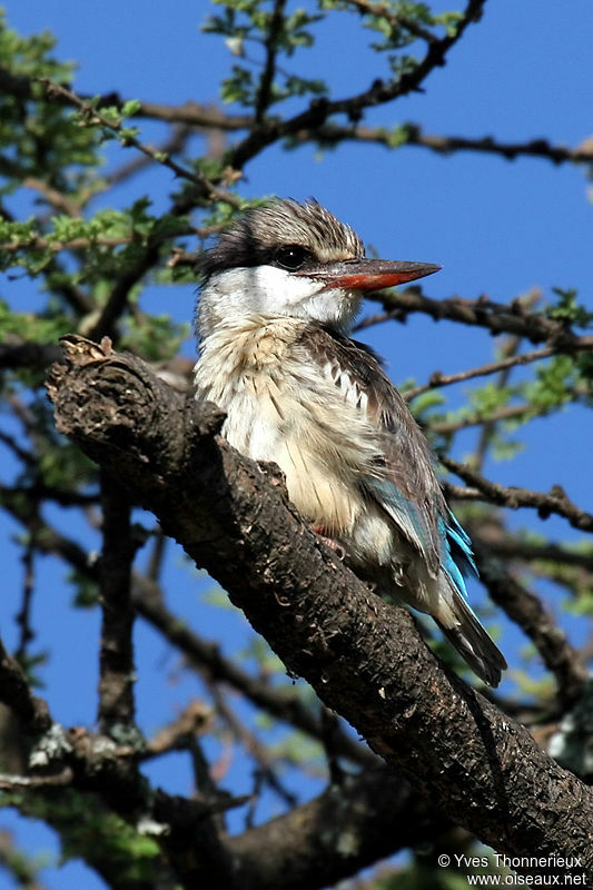 Striped Kingfisher