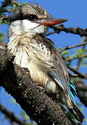 Striped Kingfisher