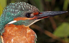 Common Kingfisher