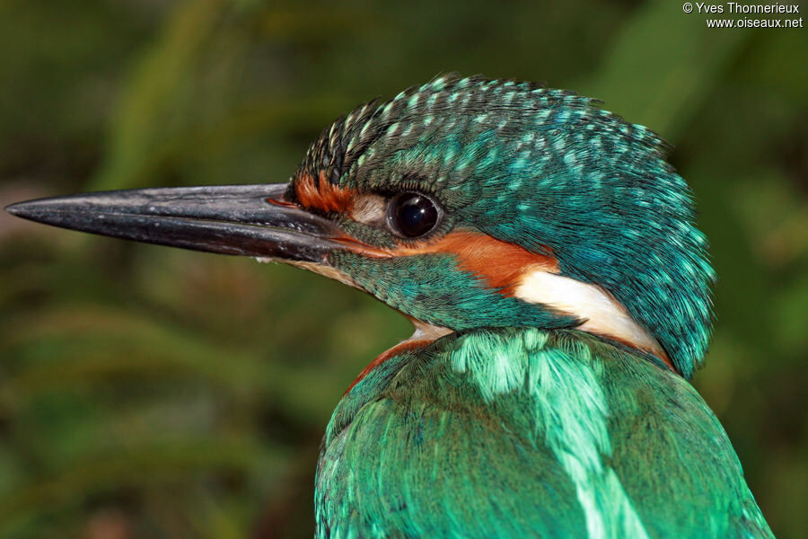 Common Kingfisherjuvenile