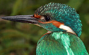 Common Kingfisher