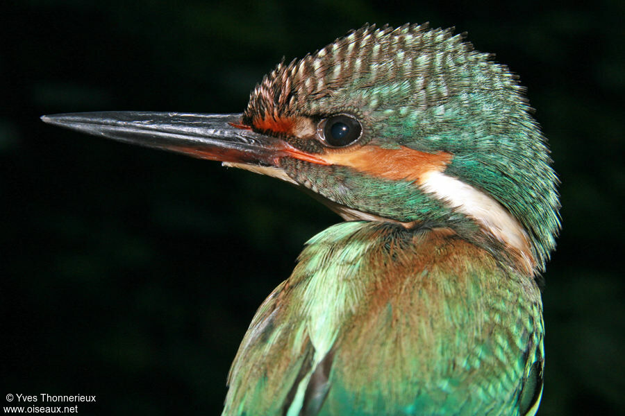 Martin-pêcheur d'Europejuvénile