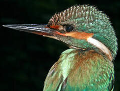 Common Kingfisher