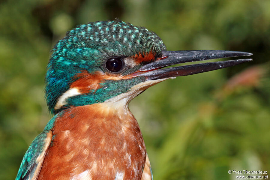 Martin-pêcheur d'Europejuvénile