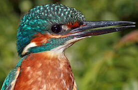 Common Kingfisher