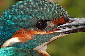 Common Kingfisher