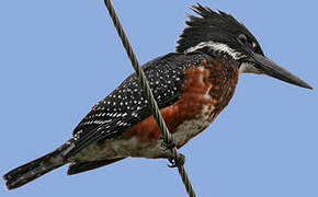 Giant Kingfisher