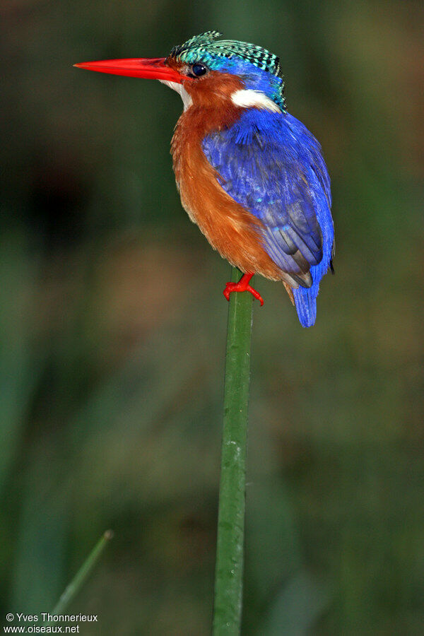 Malachite Kingfisheradult