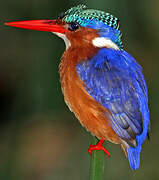 Malachite Kingfisher