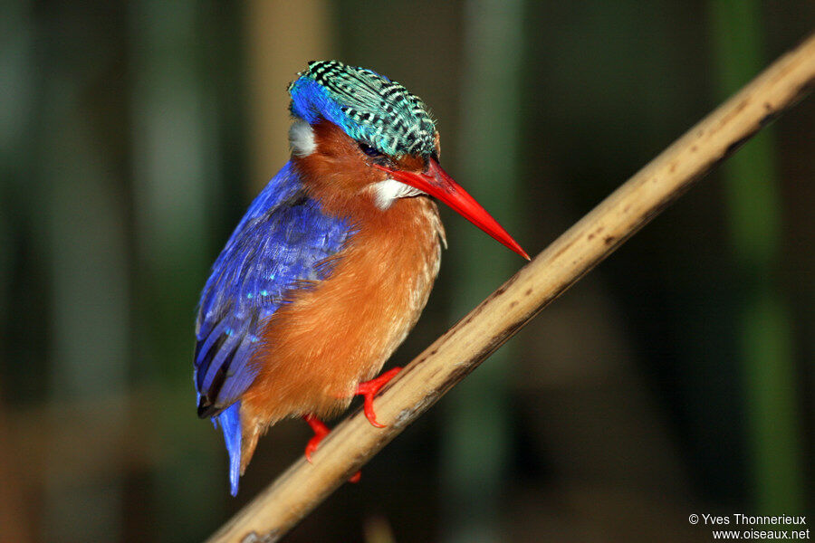 Malachite Kingfisheradult