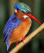 Malachite Kingfisher