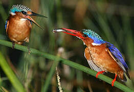 Malachite Kingfisher