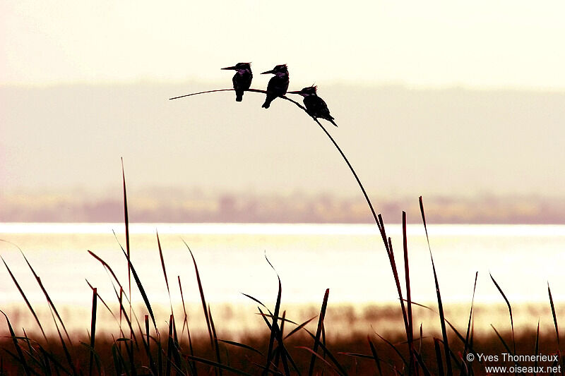 Pied Kingfisher