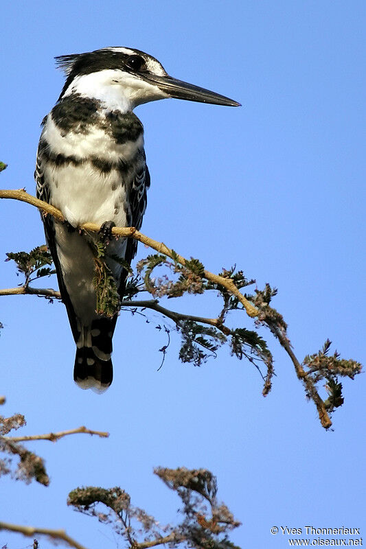 Pied Kingfisher