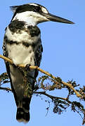 Pied Kingfisher