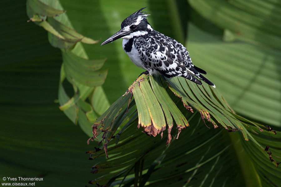 Pied Kingfisher