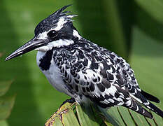 Pied Kingfisher