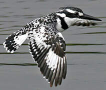 Pied Kingfisher