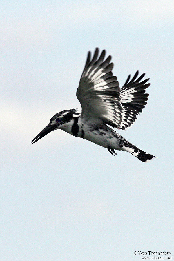 Pied Kingfisher male adult