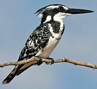 Pied Kingfisher