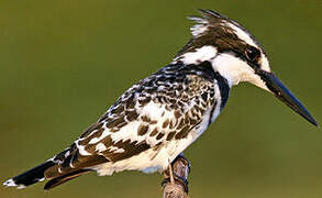 Pied Kingfisher