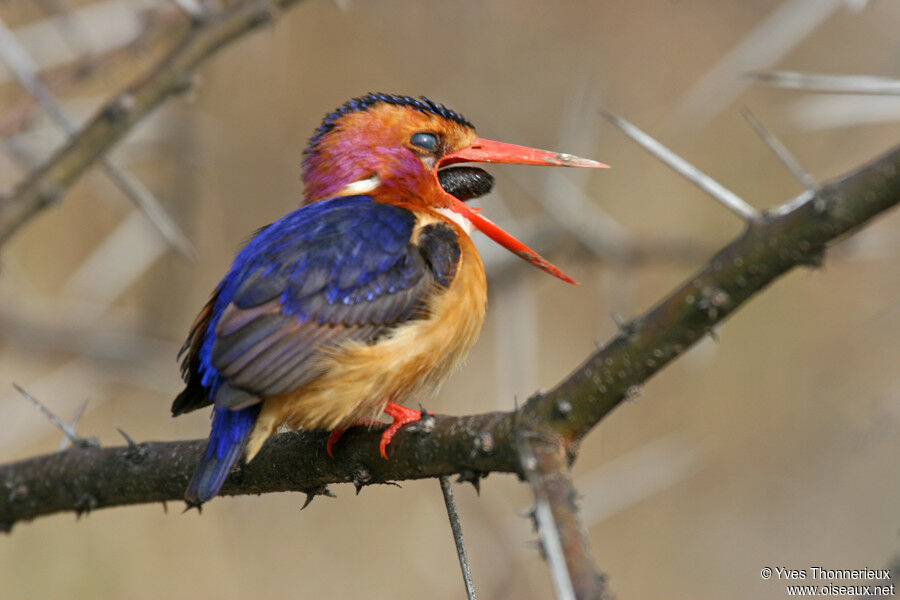 African Pygmy Kingfisheradult