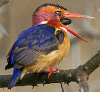 African Pygmy Kingfisher