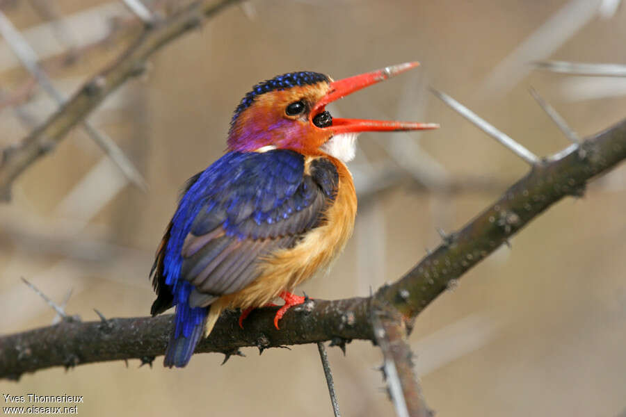 African Pygmy Kingfisheradult