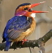 African Pygmy Kingfisher