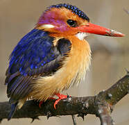 African Pygmy Kingfisher