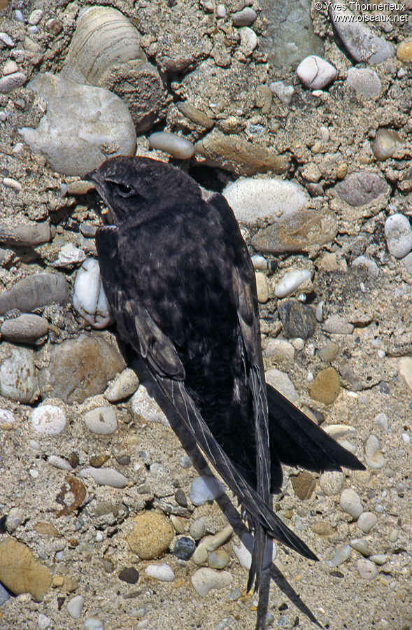 Common Swiftadult