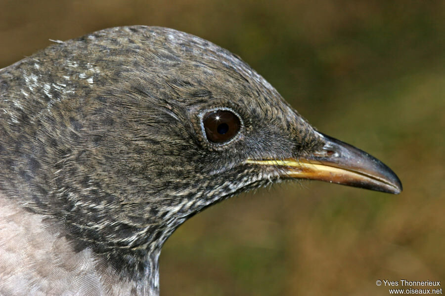 Ring Ouzel