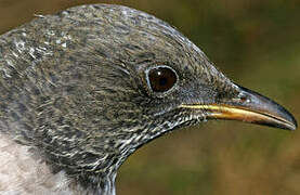 Ring Ouzel