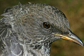 Ring Ouzel