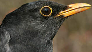 Common Blackbird