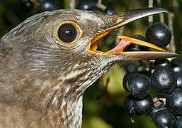 Common Blackbird