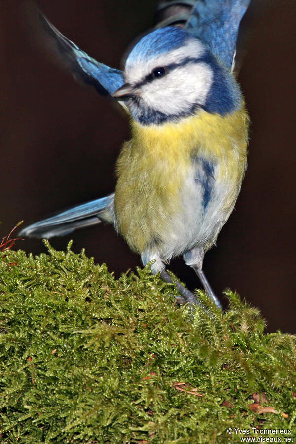 Mésange bleue