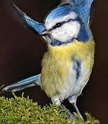 Mésange bleue