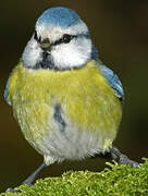 Eurasian Blue Tit