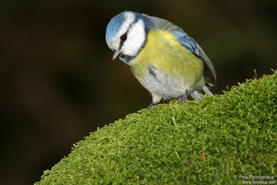 Eurasian Blue Tit